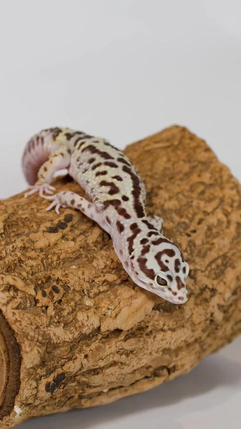 Leopard Gecko Crawling Slowly Across a Textured Cork Bark Log Stock Footage 325013793