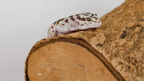 Leopard Gecko Crawling Slowly Across a Natural Wood Log Stock Footage 325164256