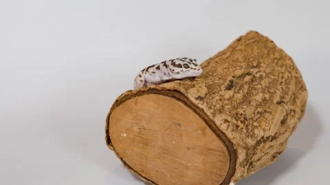 Leopard Gecko Crawling Slowly Across a Wood Log on White Background Stock Footage 325692183