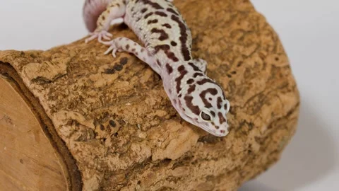 Leopard Gecko Crawling Slowly Across a Textured Wood Log Stock Footage 325826422
