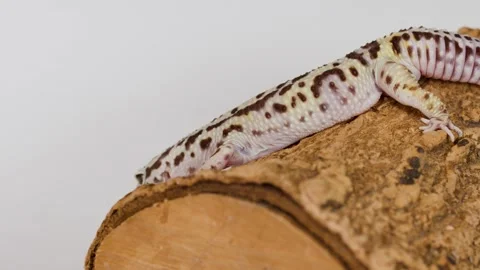 Leopard Gecko Crawling Slowly Across a Textured Wood Log Stock Footage 328079244