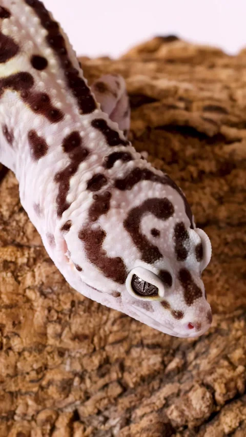 Leopard Gecko Crawling Slowly Across a Textured Tree Branch Stock Footage 328272626