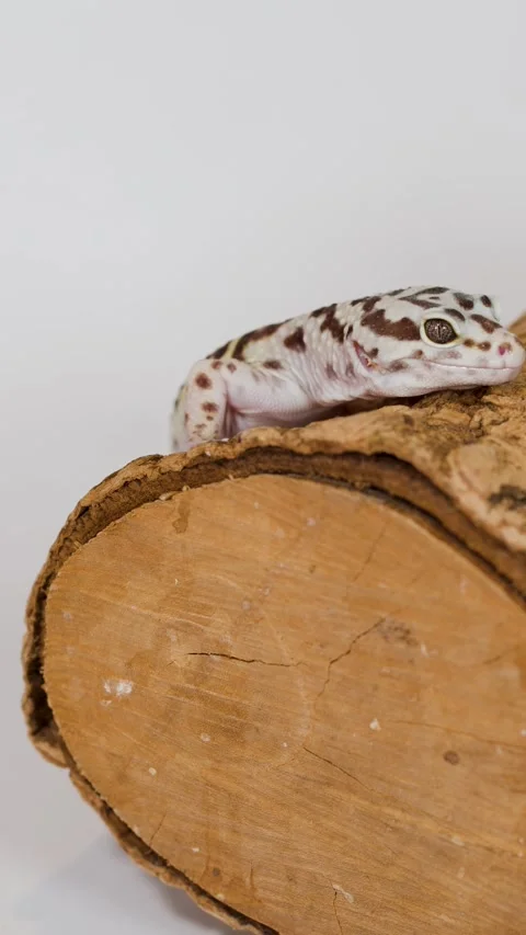 Leopard Gecko Crawling Slowly Along a Wooden Log on White Background Stock Footage 325014364
