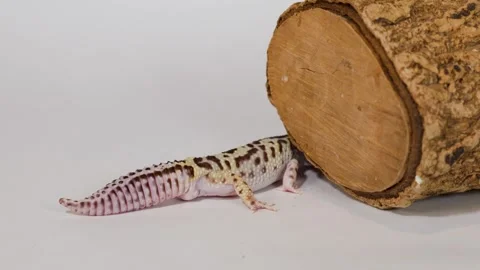 Leopard Gecko Crawling Under a Wooden Log on White Background Stock Footage 325257245