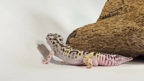 Leopard Gecko Crawling on White Surface Next to a Rock Stock Footage 327629185