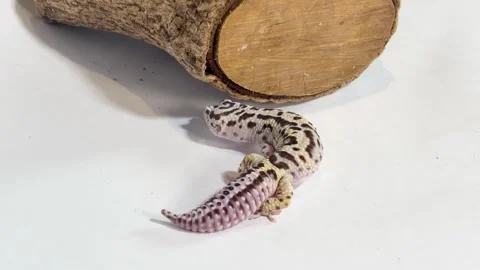 Leopard Gecko Crawling on White Surface Toward a Wooden Log Stock Footage 328273005