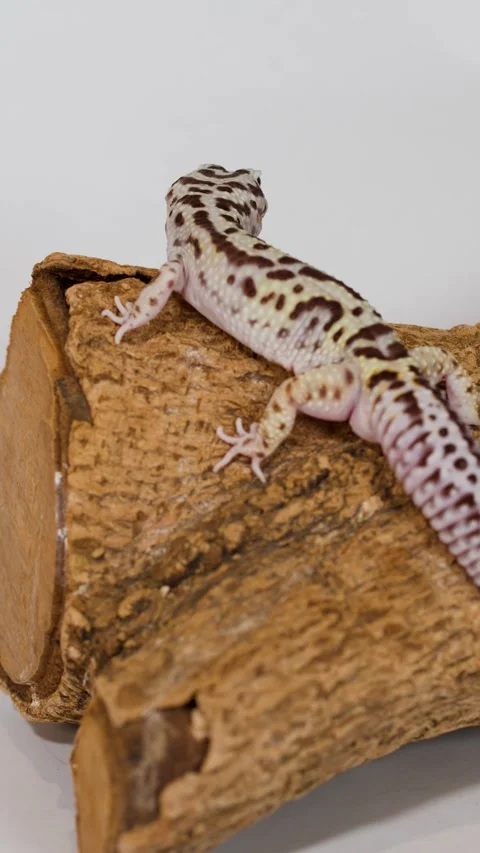 Leopard Gecko Crawling on a Wood Log Against White Background Stock Footage 325700754