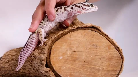 Leopard Gecko Crawling on a Wooden Log with Human Hand Interaction Stock Footage 327637536