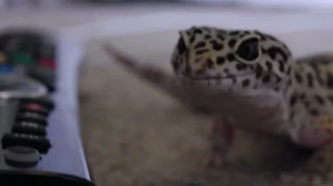 Leopard Gecko CU Stock-Footage 43234725
