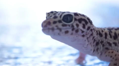 Leopard Gecko CU Stock-Footage 43234872