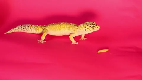 Leopard gecko eating a worm on a pink background. Macro, space for text Stock Footage 302943139