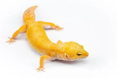 Leopard Gecko, eublepharis macularis, close up photograph on a plain white ba Stock Photos