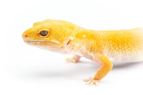 Leopard Gecko, eublepharis macularis, close up photograph on a plain white ba Stock Photos