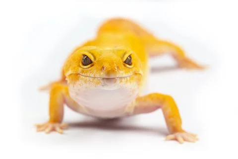 Leopard Gecko, eublepharis macularis, close up photograph on a plain white ba Stock Photos