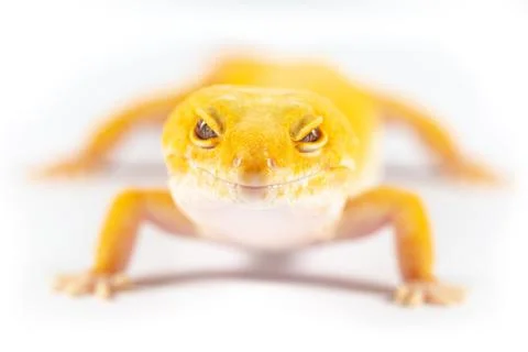 Leopard Gecko, eublepharis macularis, close up photograph on a plain white ba Stock Photos