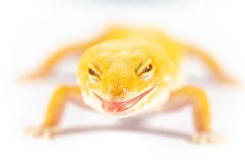 Leopard Gecko, eublepharis macularis, close up photograph on a plain white ba Stock Photos