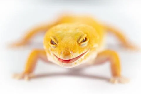 Leopard Gecko, eublepharis macularis, close up photograph on a plain white ba Stock Photos