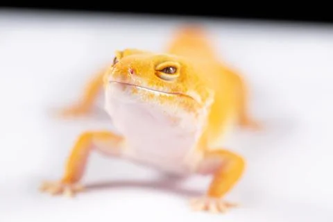Leopard Gecko, eublepharis macularis, close up photograph on a plain white ba Stock Photos