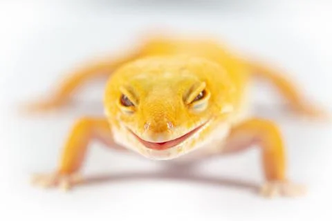 Leopard Gecko, eublepharis macularis, close up photograph on a plain white ba Stock Photos