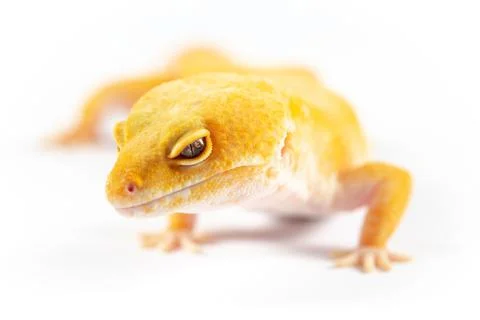Leopard Gecko, eublepharis macularis, close up photograph on a plain white ba Stock Photos