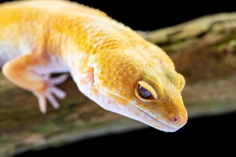 Leopard Gecko, eublepharis macularis, close up photograph on a wood log backg Stock Photos