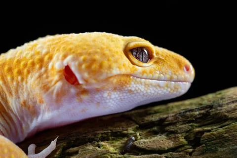 Leopard Gecko, eublepharis macularis, close up photograph on a wood log backg Stock Photos