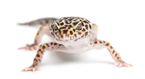 Leopard gecko, Eublepharis macularius, against white background Stock Photos