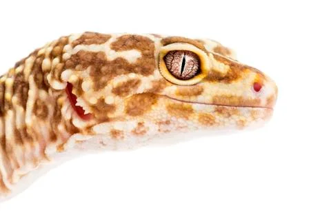 Leopard gecko, Eublepharis macularius, close up against white background Stock Photos
