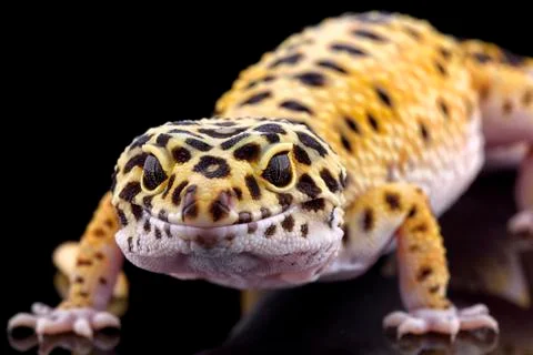 Leopard gecko, Eublepharis macularius, in front of black background Stock Photos