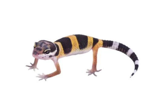Leopard gecko Eublepharis macularius isolated Stock Photos