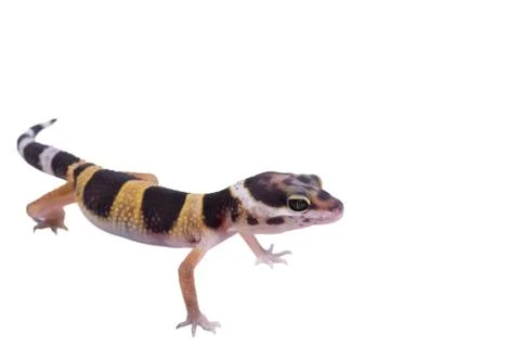 Leopard gecko Eublepharis macularius isolated Stock Photos