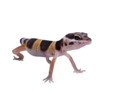 Leopard gecko Eublepharis macularius isolated Stock Photos