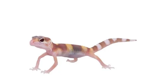 Leopard gecko Eublepharis macularius isolated Stock Photos