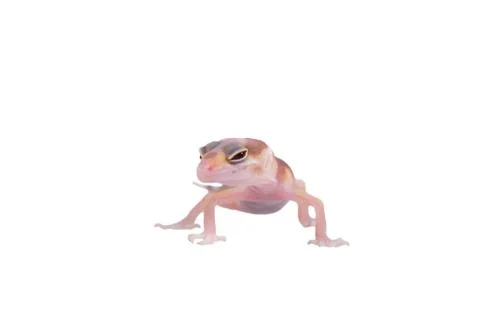 Leopard gecko Eublepharis macularius isolated Stock Photos