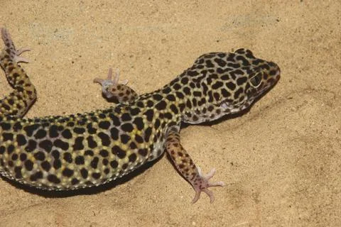 Leopard gecko (eublepharis macularius) Foto stock