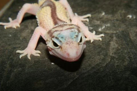 Leopard gecko (eublepharis macularius) Foto stock