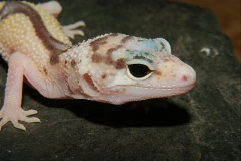 Leopard gecko (eublepharis macularius) Stock Photos