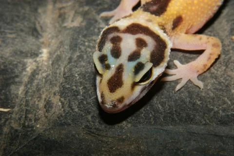 Leopard gecko (eublepharis macularius) Stock Photos