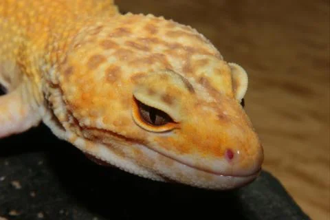 Leopard gecko (eublepharis macularius) Stock Photos
