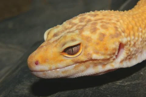 Leopard gecko (eublepharis macularius) Stock Photos