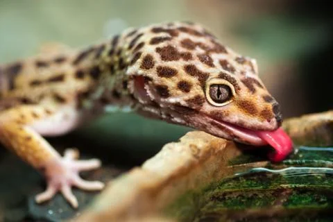 Leopard gecko (Eublepharis macularius) Stock Photos