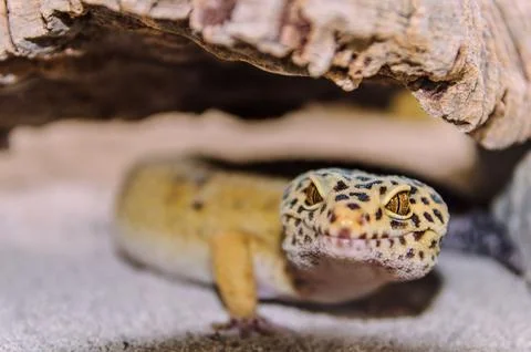 The leopard gecko (Eublepharis macularius) Stock Photos