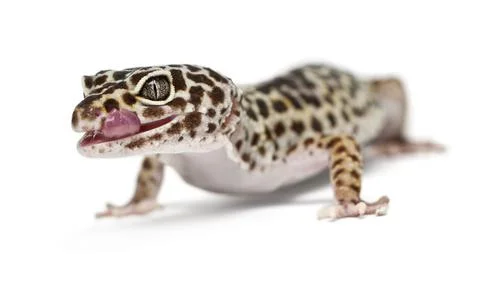 Leopard gecko - eublepharis macularius Stock Photos