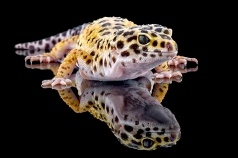 Leopard gecko, Eublepharis macularius, with reflection on black background Stock Photos