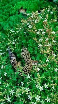 The leopard gecko Eublepharis macularius resting on a branch in the forest Stock Photos