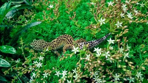 The leopard gecko Eublepharis macularius resting on a branch in the forest Stock Photos