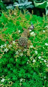 The leopard gecko Eublepharis macularius resting on a branch in the forest Foto stock