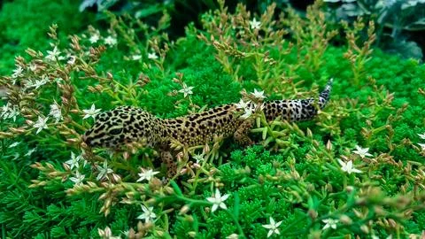 The leopard gecko Eublepharis macularius resting on a branch in the forest Stock Photos