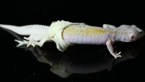 Leopard gecko Eublepharis macularius Shedding it's Skin isolated on background Stock Footage 241554281