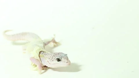 Leopard gecko Eublepharis macularius Shedding it's Skin isolated on background Stock Footage 241554282
